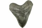 Serrated, Fossil Megalodon Tooth - South Carolina #226455-1